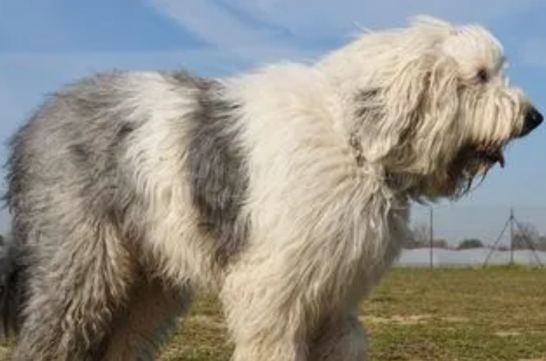 古代牧羊犬吃什么狗粮?注意合理安排饮食 古代牧羊犬吃什么狗粮?注意合理安排饮食