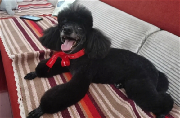 黑色贵宾犬多少钱一只