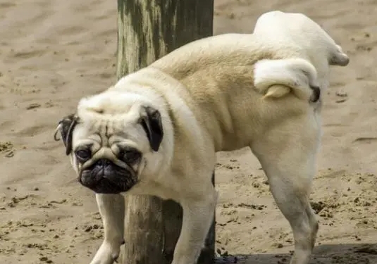 老人尿失禁怎么治疗