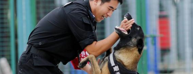 威风凛凛！“神犬警探”是这样炼成的