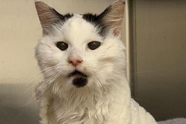 猫咪中年遭抛弃，被命定主人收养后……成了29岁长寿猫！