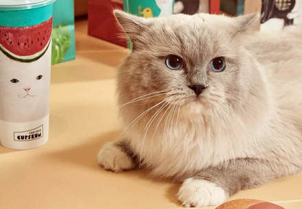 斯可可猫长什么样子，斯可可猫掉毛吗？