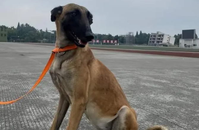 帮它们找到新家!退役搜救犬领养机会来啦 帮它们找到新家!退役搜救犬领养机会来啦