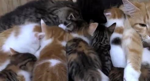 猫妈生了12只小猫，每次喂奶都生无可恋：感觉身体被掏空