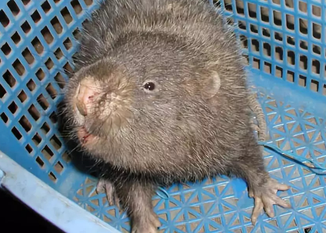 竹鼠能吃吗现在