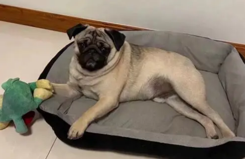 巴哥犬可以吃米饭吗