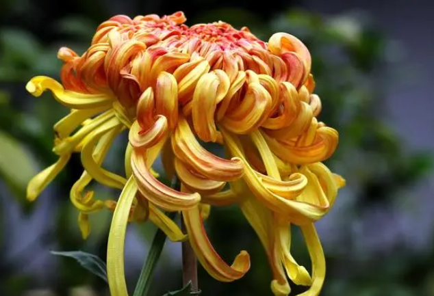 菊花送人吉利吗 菊花送人吉利吗