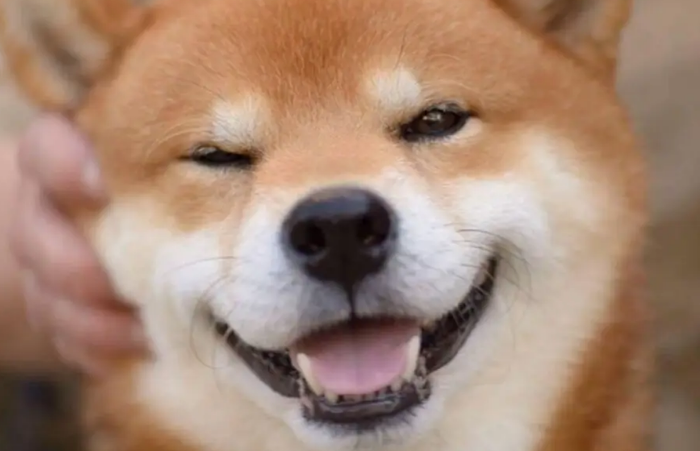 柴犬纯种和不纯种区别