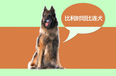 比利时坦比连犬哪里卖,它聪明姿态高雅 比利时坦比连犬哪里卖,它聪明姿态高雅