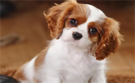 查理士王小猎犬吃什么狗粮 适当补充些钙质