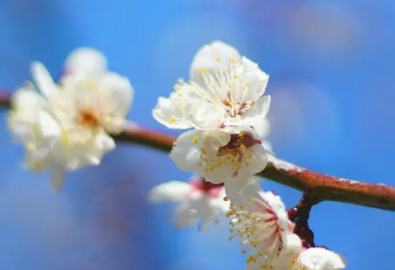 梅花打一个数字