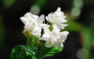 家里千万不能养茉莉花
