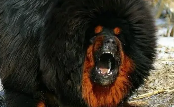 家里养藏獒有危险吗 家里养藏獒有危险吗