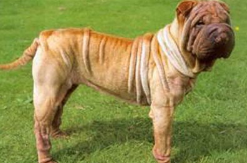 斗牛马士提夫犬吃什么好？先咨询兽医专家