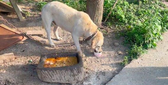 拉布拉多被当看门犬，常年吃馊饭喝脏水，有人想救主人却要价10万