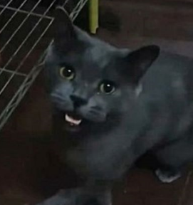 吃货猫半夜“按铃哀嚎”讨宵夜吃,猫:铲屎的,快上菜 吃货猫半夜“按铃哀嚎”讨宵夜吃,猫:铲屎的,快上菜