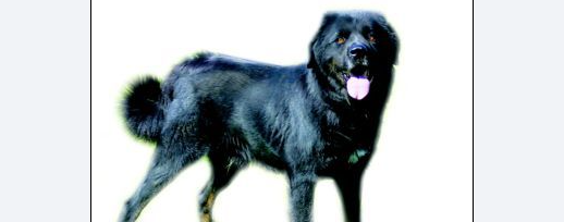 探密北京军犬繁育训练基地:军犬可衔炸药攻"敌" 探密北京军犬繁育训练基地:军犬可衔炸药攻"敌"