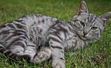 虎斑公猫霸气的名字 虎斑公猫霸气的名字