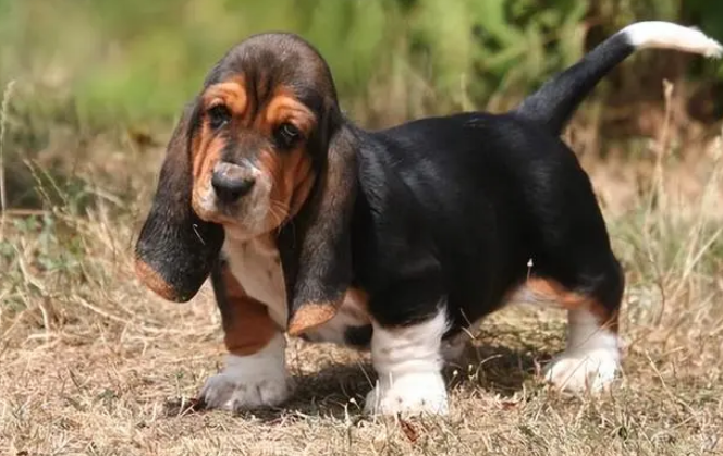 巴吉度犬是哪个国家犬