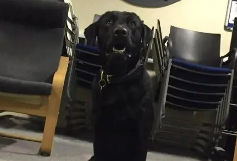 缉毒犬被警队开除，网友知道原因后笑喷了！