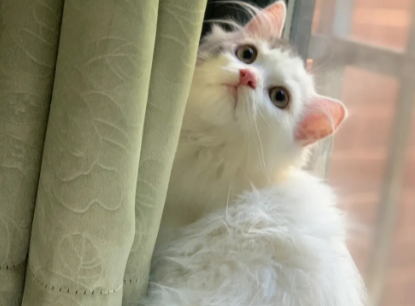 蓝白净梵猫的几个常见知识 蓝白净梵猫的几个常见知识
