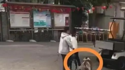 柳州一60多斤斗牛犬连续扑人,女子抱女童躲闪求救!结果…… 柳州一60多斤斗牛犬连续扑人,女子抱女童躲闪求救!结果……