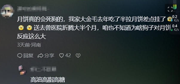 狗狗趴地上集体打吊针,目击者:它们吃了五仁月饼导致身体不适 狗狗趴地上集体打吊针,目击者:它们吃了五仁月饼导致身体不适