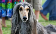 阿富汗猎犬聪明吗?孤傲内敛是它的性格