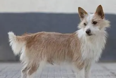 葡萄牙波登可犬好养吗 饲养难度不大