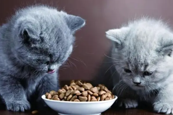 精灵猫,上海丘比特宠物用品有限公司旗下的知名品牌 精灵猫,上海丘比特宠物用品有限公司旗下的知名品牌
