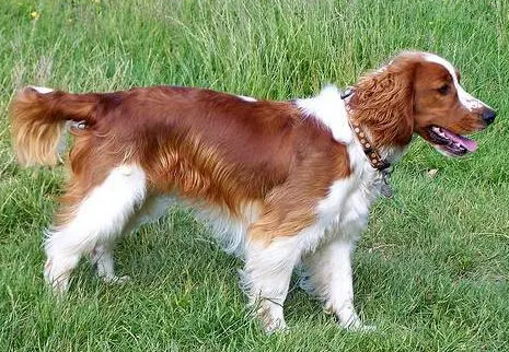 威尔士跳猎犬好养吗?掌握美容小技巧 威尔士跳猎犬好养吗?掌握美容小技巧