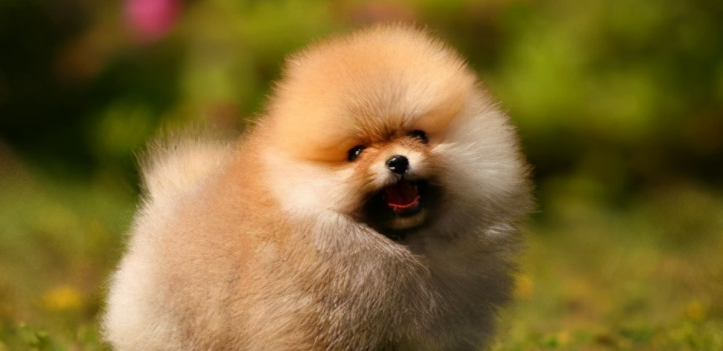 博美犬有哪些缺点 博美犬有哪些缺点