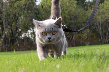 蓝猫喜欢倚着坐怎么回事 蓝猫喜欢倚着坐怎么回事