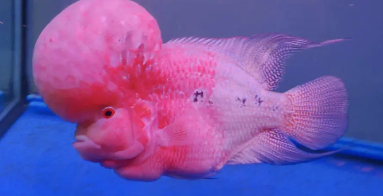 罗汉鱼能长多大?一般都能长到30-40cm 罗汉鱼能长多大?一般都能长到30-40cm