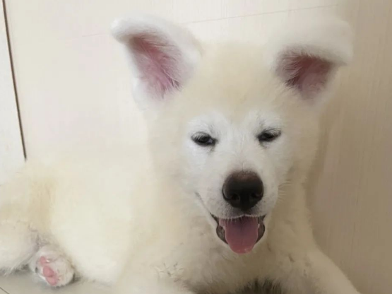 秋田犬对生活失去了失望,却对上天祈求:神啊,救救我吧... 秋田犬对生活失去了失望,却对上天祈求:神啊,救救我吧...