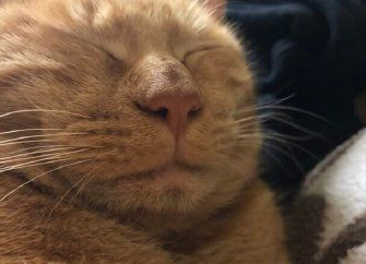 我家猫的睡相太丑了,丑到想哭! 我家猫的睡相太丑了,丑到想哭!