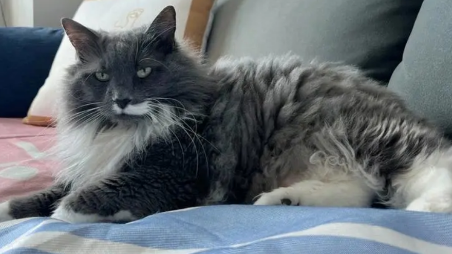 鳌拜猫贵吗？有人知道吗？