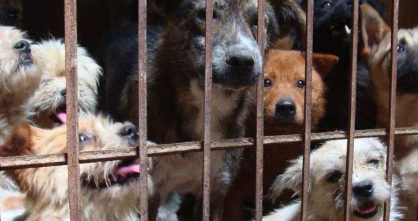 超14天无人领养流浪犬就要实行安乐死，你们支持吗？