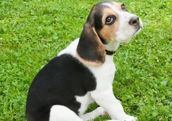 比格猎兔犬好养吗
