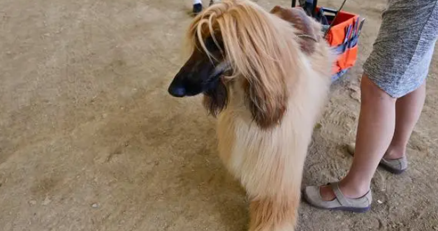 世界最好的护卫犬排名：了解这些品种可以为家庭提供安全保障
