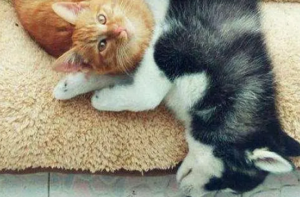 橘猫和哈士奇打架,没想到赢的居然是它? 橘猫和哈士奇打架,没想到赢的居然是它?