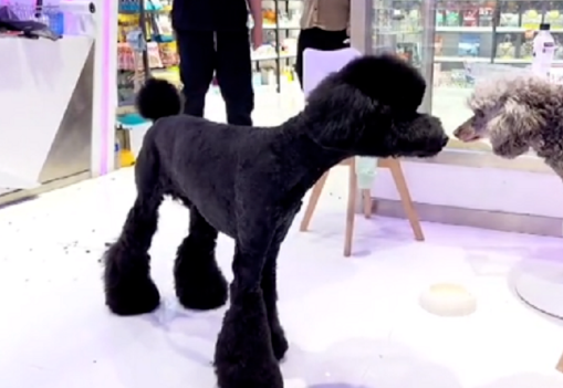 全靠邻居喂它才活下来的巨型贵宾犬，卸下厚厚铠甲后发现它竟这么好看