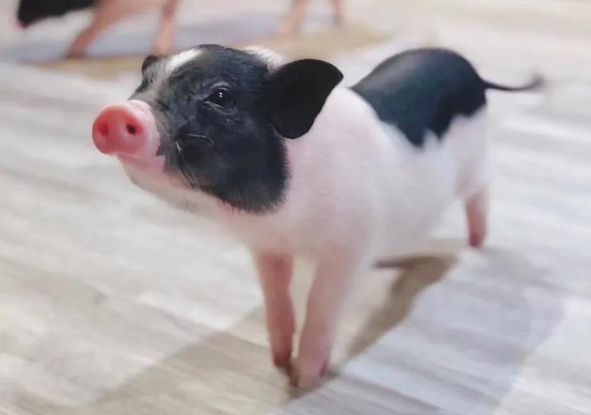 小香猪吃什么和不能吃什么 小香猪吃什么和不能吃什么