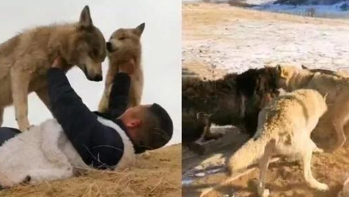 藏獒混入狼群成狼王，每天却护住第一口肉孝敬老狼王