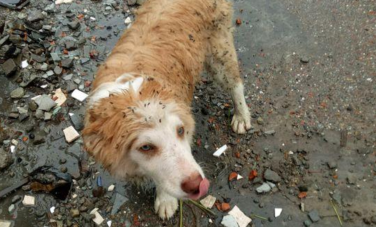 流浪猫狗出没别招惹它们 潍坊市民给喂食被咬伤 流浪猫狗出没别招惹它们 潍坊市民给喂食被咬伤