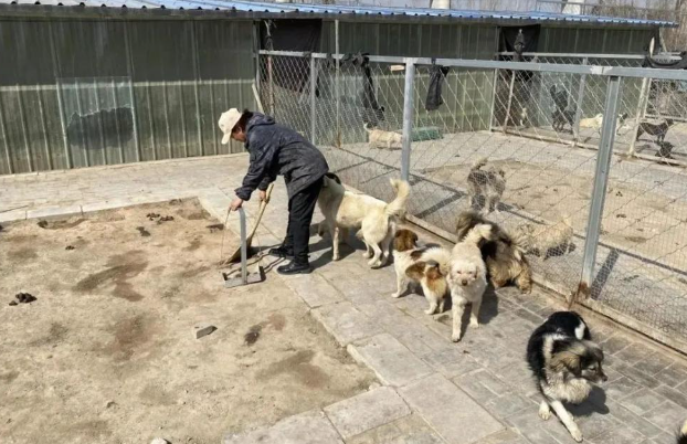 山西临汾:退休女警官李晋玲和她的流浪狗基地 山西临汾:退休女警官李晋玲和她的流浪狗基地