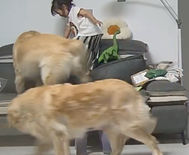 孩子踩板凳上沙发玩,两只金毛看到后马上过去护着她 孩子踩板凳上沙发玩,两只金毛看到后马上过去护着她
