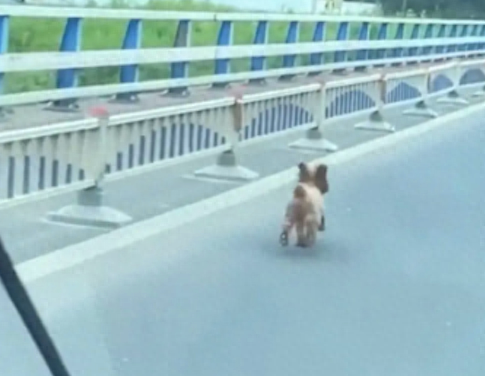 狗狗在高速路上狂奔追车，是被人遗弃了，还是和主人走散了啊？