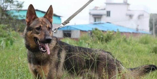 昆明犬为什么不能家养