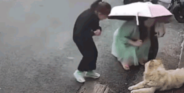 江苏被狗咬女子左眼恐失明,狗主人面临天价赔偿 江苏被狗咬女子左眼恐失明,狗主人面临天价赔偿
